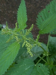 Urtica dioica