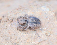 Habronattus altanus