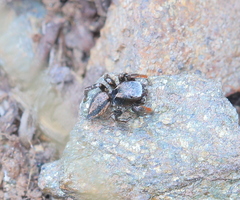 Habronattus altanus