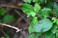 Leptogomphus sauteri formosanus
