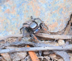 Habronattus altanus