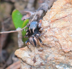 Habronattus altanus