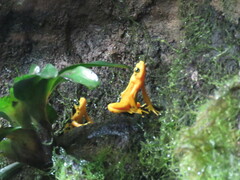 Atelopus zeteki