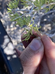 Protaplonyx sarcobati