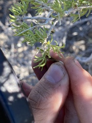 Protaplonyx sarcobati