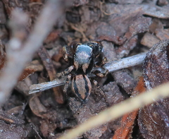 Habronattus altanus