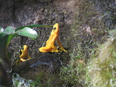 Atelopus zeteki