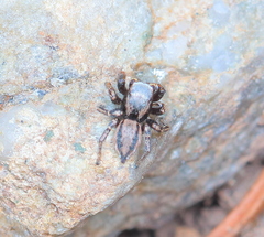 Habronattus altanus