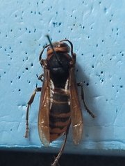 Vespa crabro flavofasciata