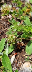 Trifolium scabrum