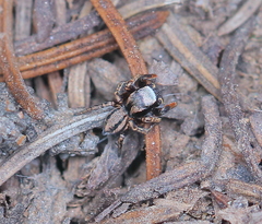 Habronattus altanus