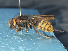 Vespa crabro flavofasciata
