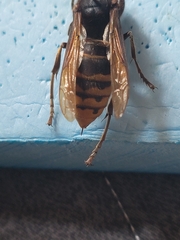 Vespa crabro flavofasciata