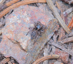 Habronattus altanus