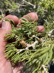 Halodiplosis sarcobati