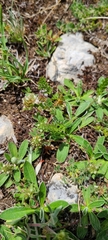 Trifolium scabrum