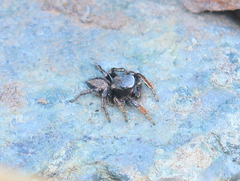 Habronattus altanus