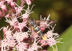 Synanthedon loranthi