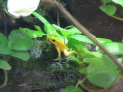 Phyllobates terribilis