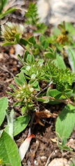 Trifolium scabrum