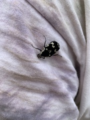 Amithao marginicollis