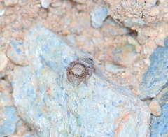 Habronattus altanus