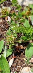 Trifolium scabrum