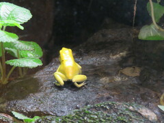 Phyllobates terribilis