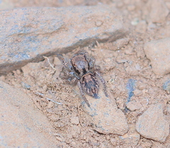Habronattus altanus