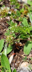 Trifolium scabrum