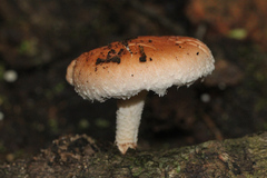 Lentinula lateritia