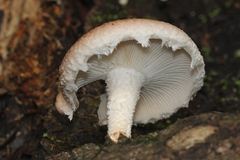 Lentinula lateritia