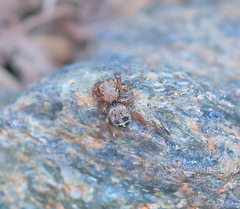 Habronattus altanus