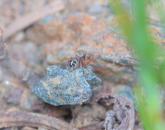 Habronattus altanus