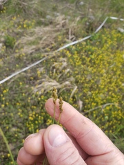 Carex crawfordii