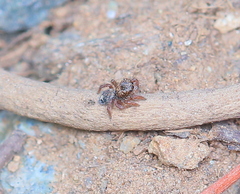 Habronattus altanus
