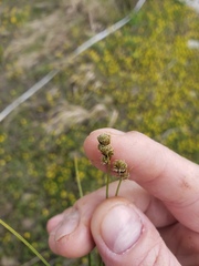 Carex crawfordii