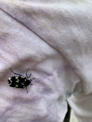 Amithao marginicollis