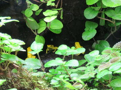 Phyllobates terribilis
