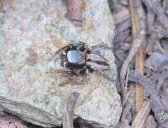 Habronattus altanus