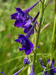 Delphinium nuttallii
