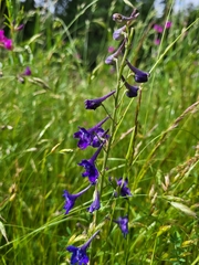 Delphinium nuttallii