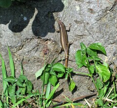 Trachylepis striata