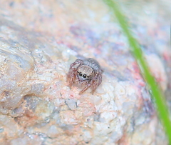 Habronattus altanus