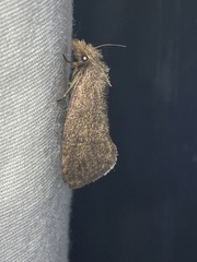 Acrolophus propinqua