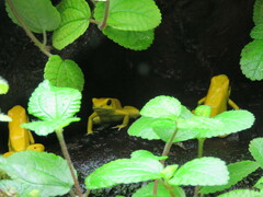 Phyllobates terribilis