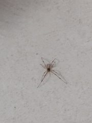 Latrodectus geometricus