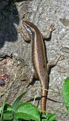 Trachylepis striata