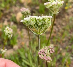 Perideridia bolanderi