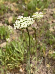 Perideridia bolanderi